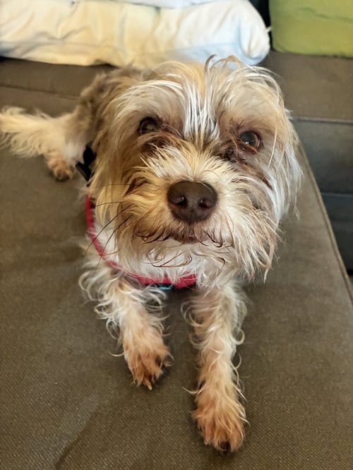 LINK FH - Yorkshire Terrier Yorkie available for adoption