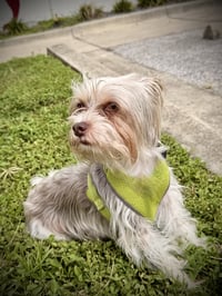 Link FH - Photo 5