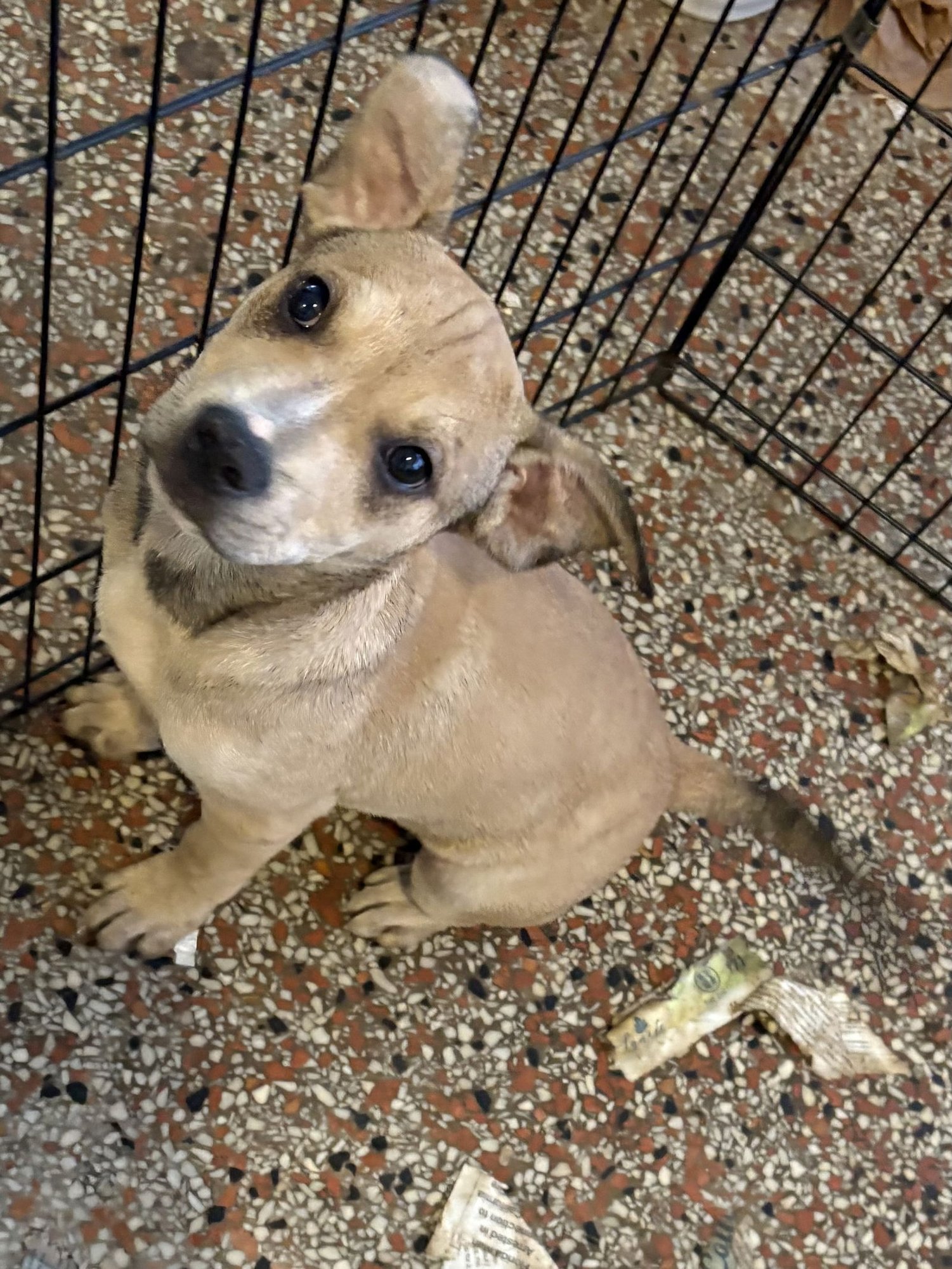 WILMORE FH - Hound available for adoption