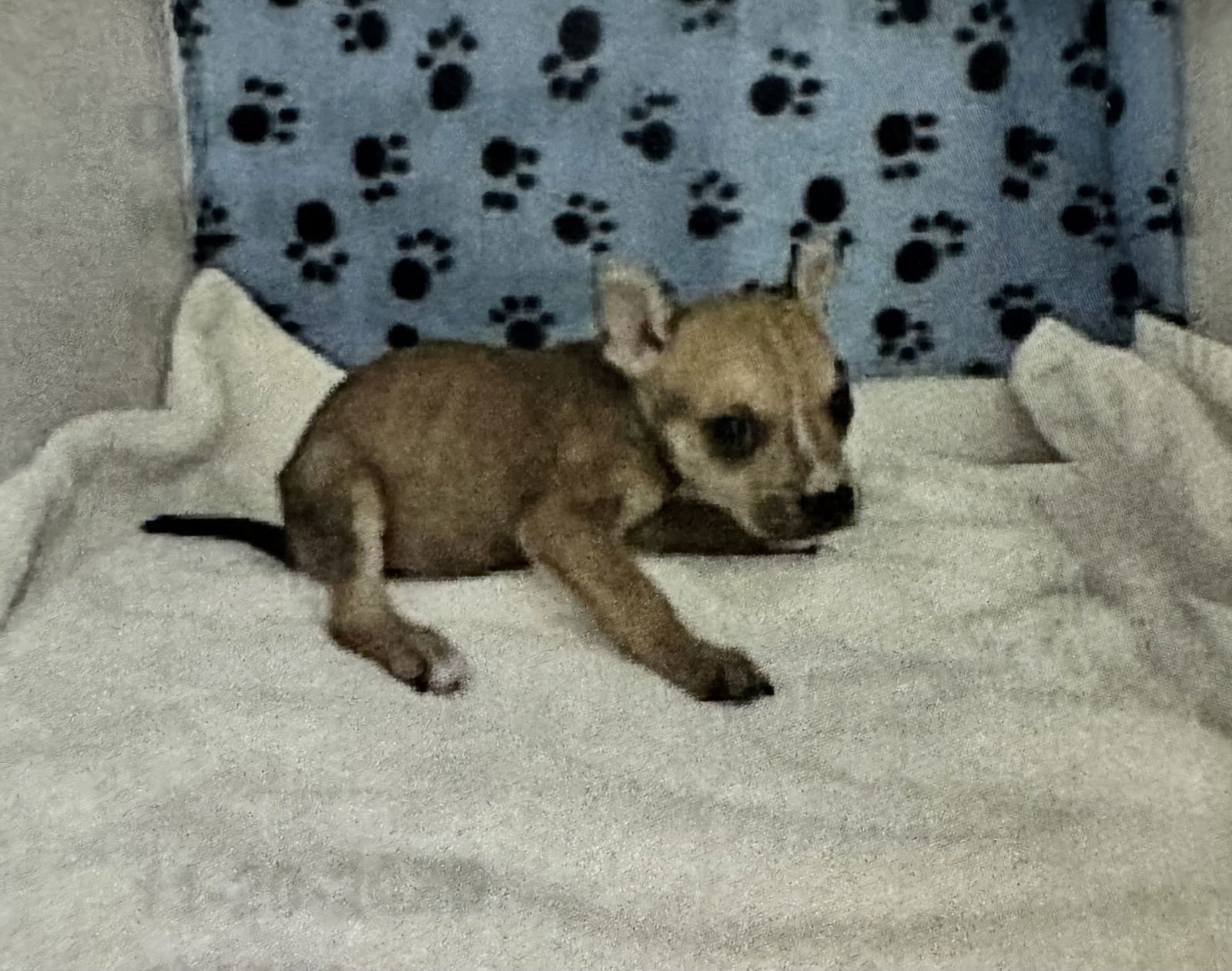WILMORE FH - Hound available for adoption