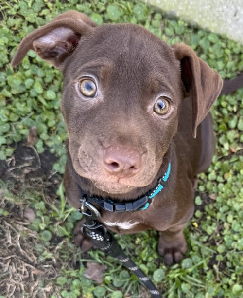 FAIRMONT - Labrador Retriever / Terrier available for adoption