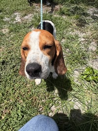 Waylon - Photo 2