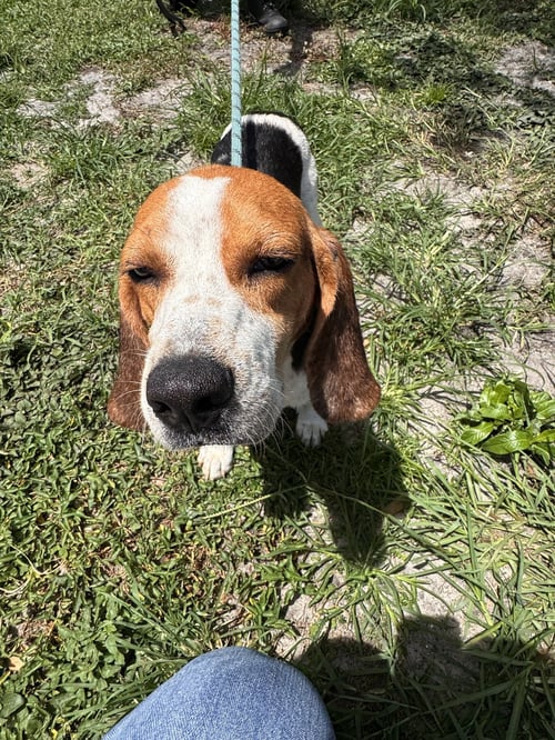 WAYLON - Beagle available for adoption