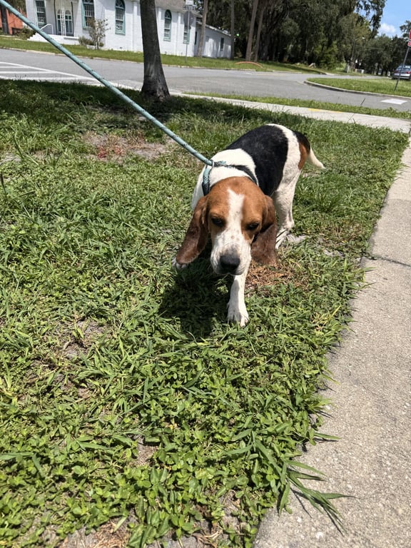 Waylon Image