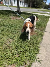 Waylon - Photo 1