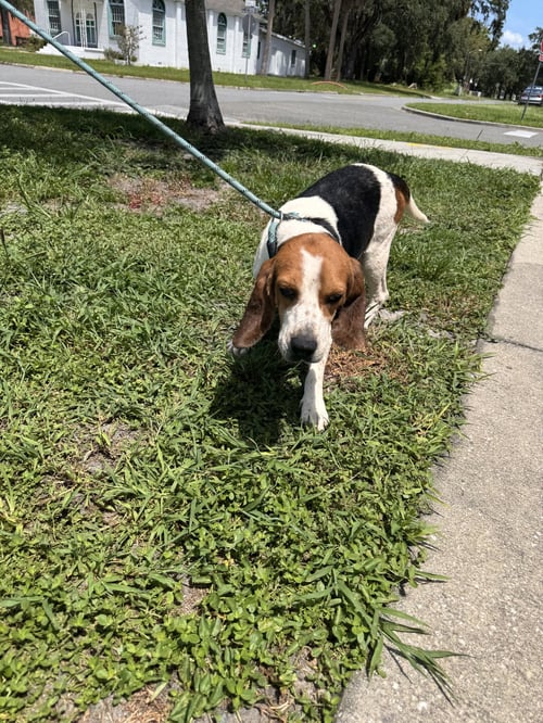WAYLON - Beagle available for adoption