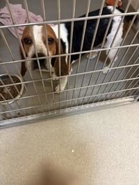 Waylon - Photo 3