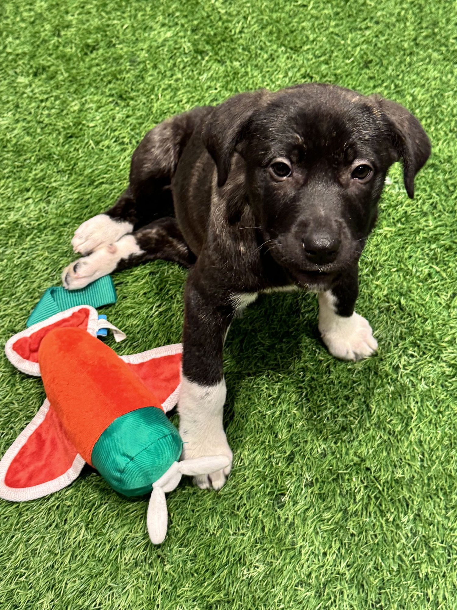 WINDY - Hound available for adoption