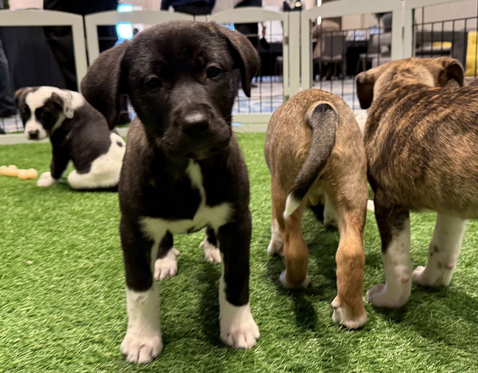 WINDY - Hound available for adoption