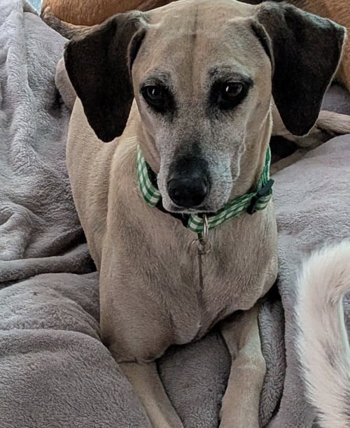 AWESOME ARYA - *FH - Black Mouth Cur / Hound available for adoption
