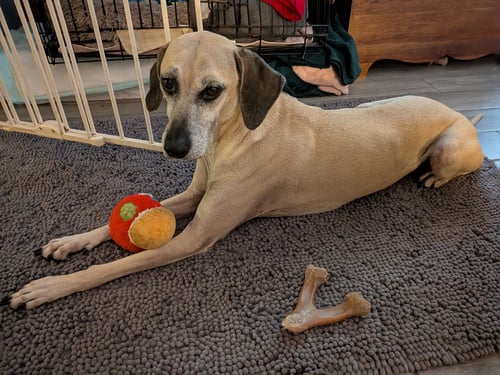 AWESOME ARYA - *FH - Black Mouth Cur / Hound available for adoption