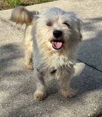 Muffin - Photo 1