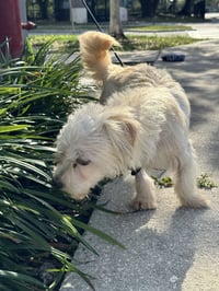 Muffin - Photo 2