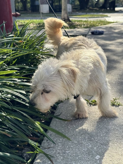 MUFFIN - Shih Tzu / Poodle (Miniature) available for adoption