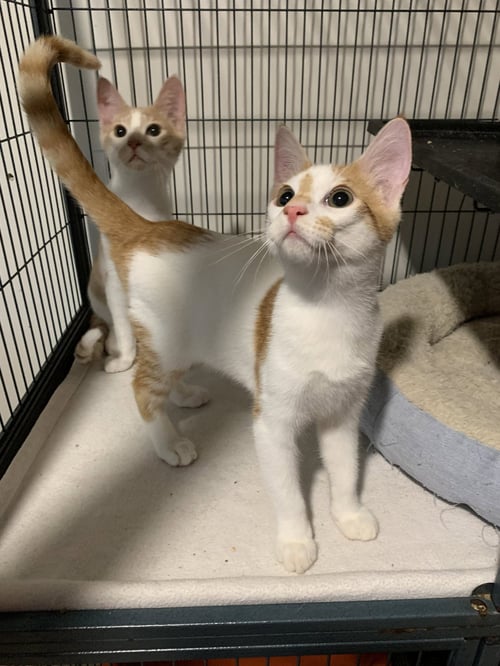 WAKKO - Domestic Short Hair available for adoption