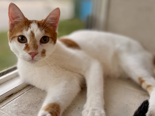 WAKKO - Domestic Short Hair available for adoption
