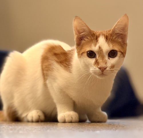 WAKKO - Domestic Short Hair available for adoption