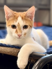Wakko - Photo 1