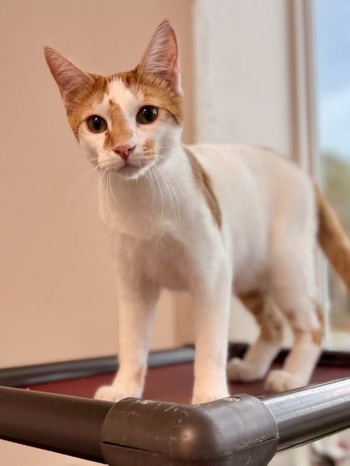 WAKKO - Domestic Short Hair available for adoption