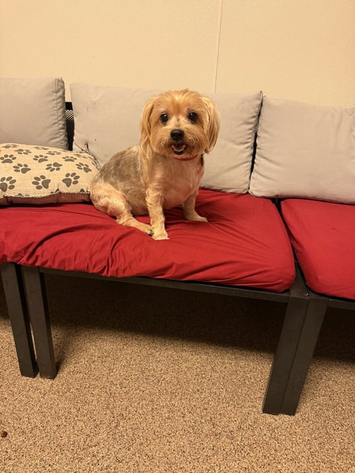 SANTIAGO FH - Yorkshire Terrier Yorkie available for adoption