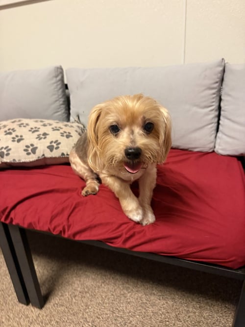 SANTIAGO FH - Yorkshire Terrier Yorkie available for adoption