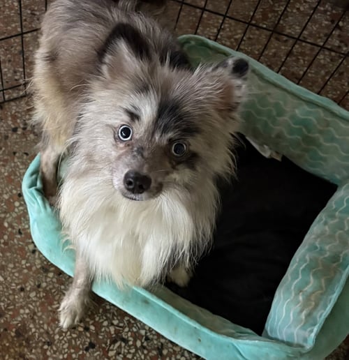 EARL FH - Pomeranian available for adoption
