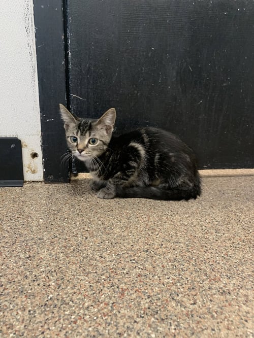 CADY - Domestic Short Hair available for adoption