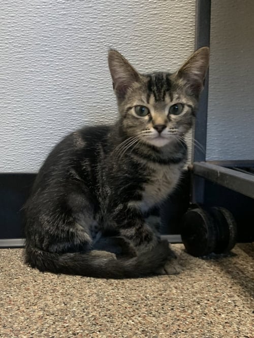 CADY - Domestic Short Hair available for adoption
