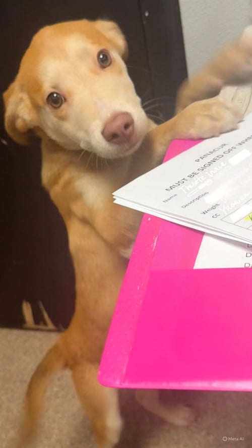 LOGAN - Shepherd / Hound available for adoption