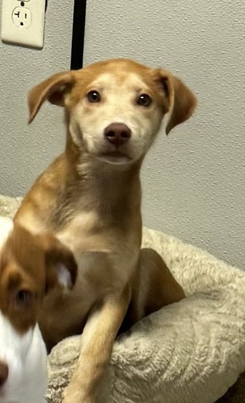 LOGAN - Shepherd / Hound available for adoption
