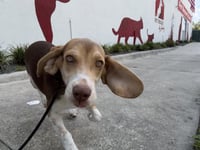 Penny - Photo 7