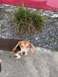 Penny - Photo 5