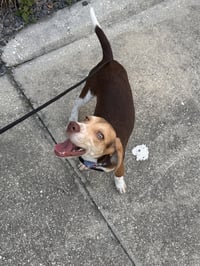 Penny - Photo 4