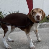 Penny - Photo 6
