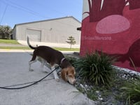 Penny - Photo 8