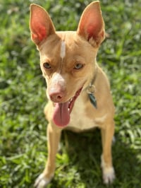 Marley - Photo 1