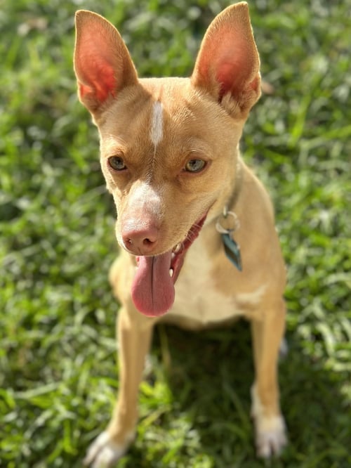MARLEY - Chihuahua / Rat Terrier available for adoption