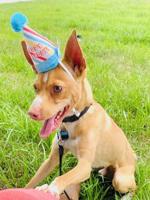 MARLEY - Chihuahua / Rat Terrier available for adoption