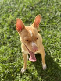 Marley - Photo 6