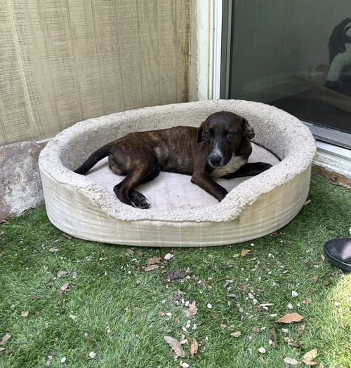BARLEY - Beagle / Plott Hound available for adoption