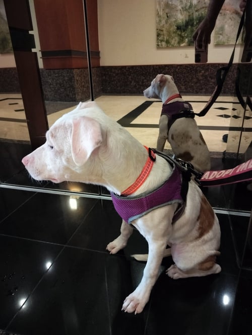TOWER - Catahoula Leopard Dog available for adoption