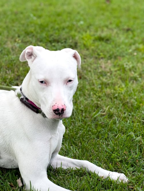 TOWER - Catahoula Leopard Dog available for adoption