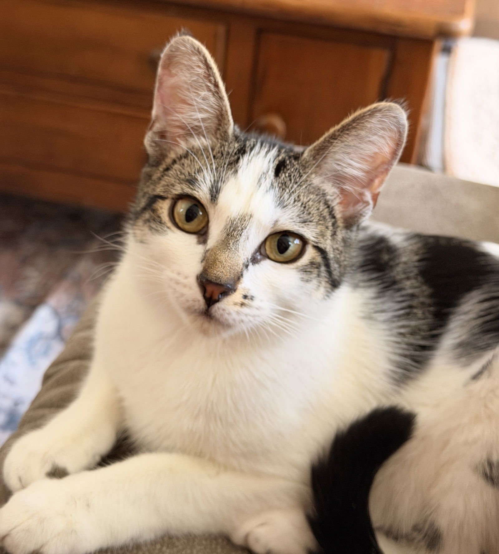 ZELDA *BONDED* WITH BOWSER - Domestic Short Hair available for adoption