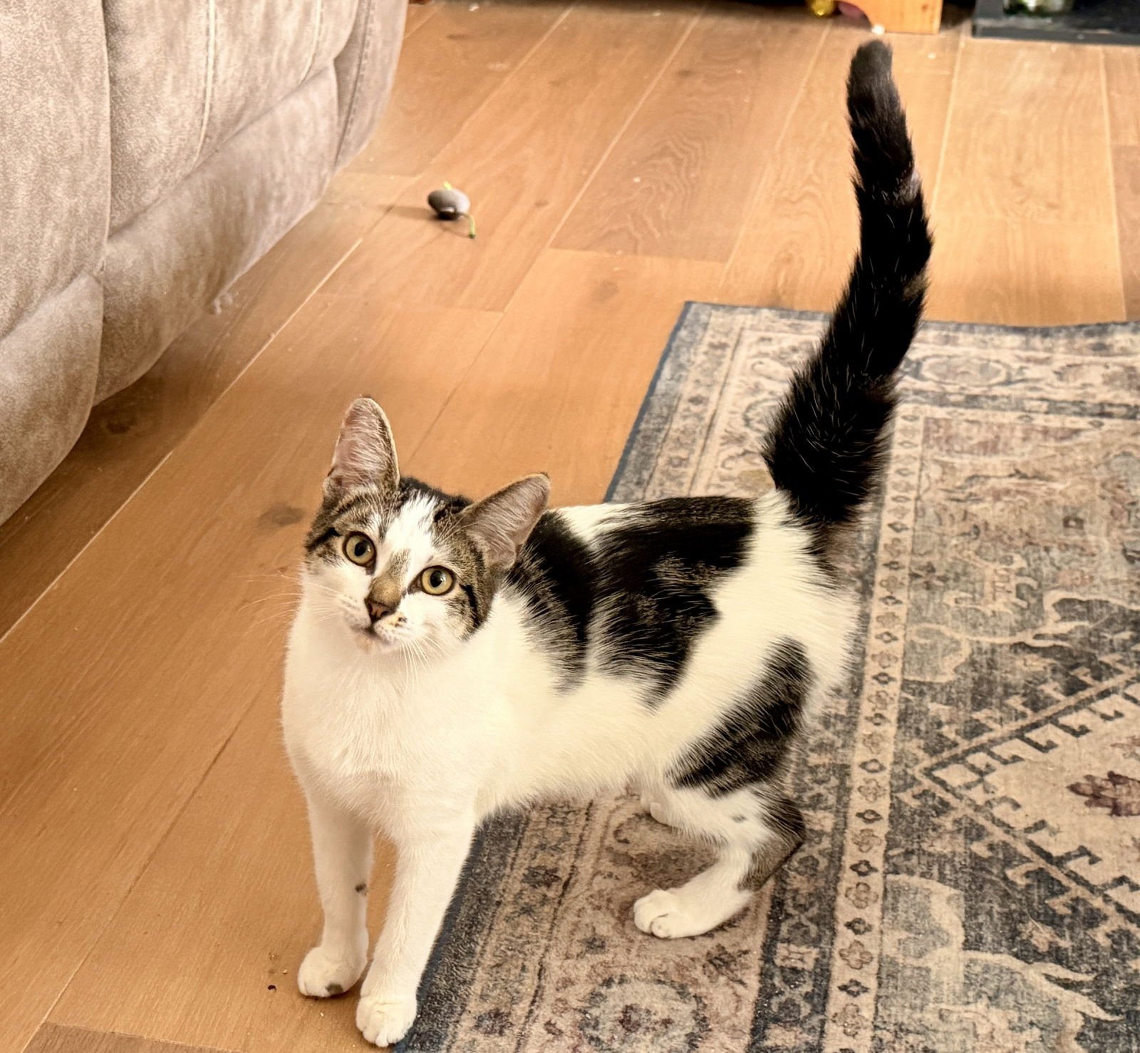 ZELDA *BONDED* WITH BOWSER - Domestic Short Hair available for adoption