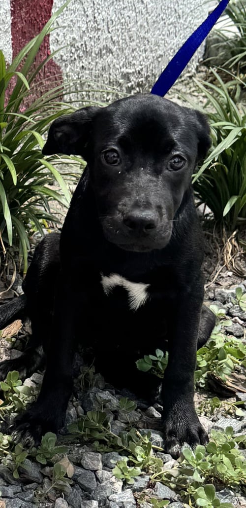 SKY - Labrador Retriever available for adoption