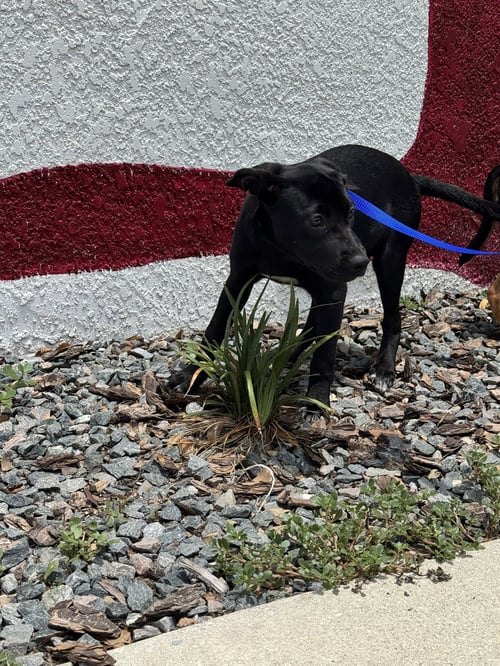 SKY - Labrador Retriever available for adoption