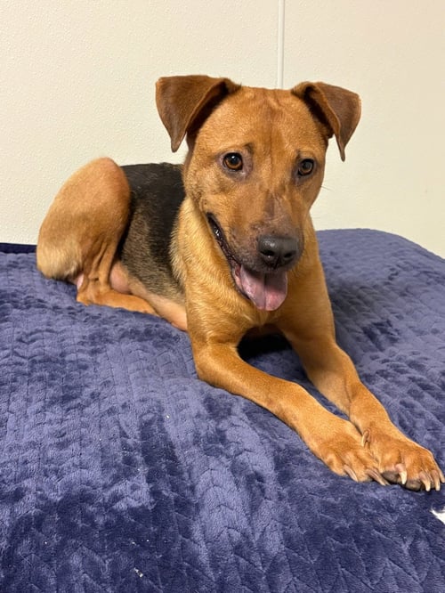 ROSEMARY  *FH* - Hound available for adoption