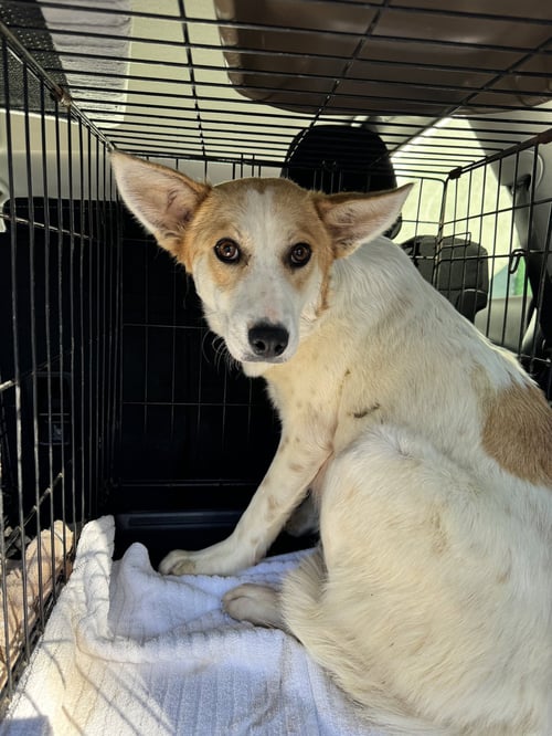 SUNSHINE FH - Spitz / Shepherd available for adoption