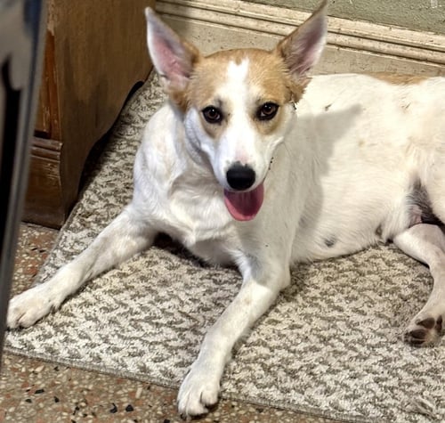 SUNSHINE - TRAINING CAMP - Spitz / Shepherd available for adoption