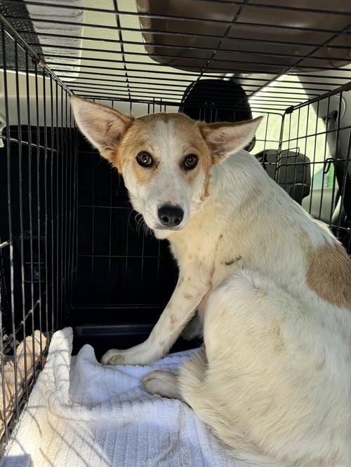 SUNSHINE - TRAINING CAMP - Spitz / Shepherd available for adoption